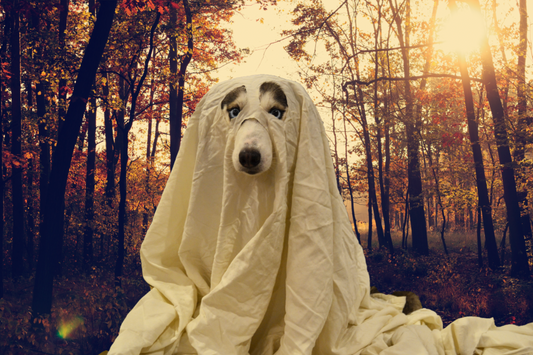 Do Your Pets See Ghosts?