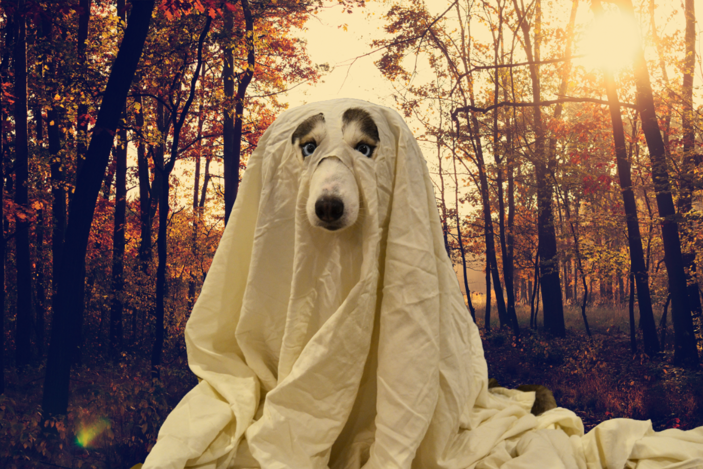 Do Your Pets See Ghosts? - Lolamina