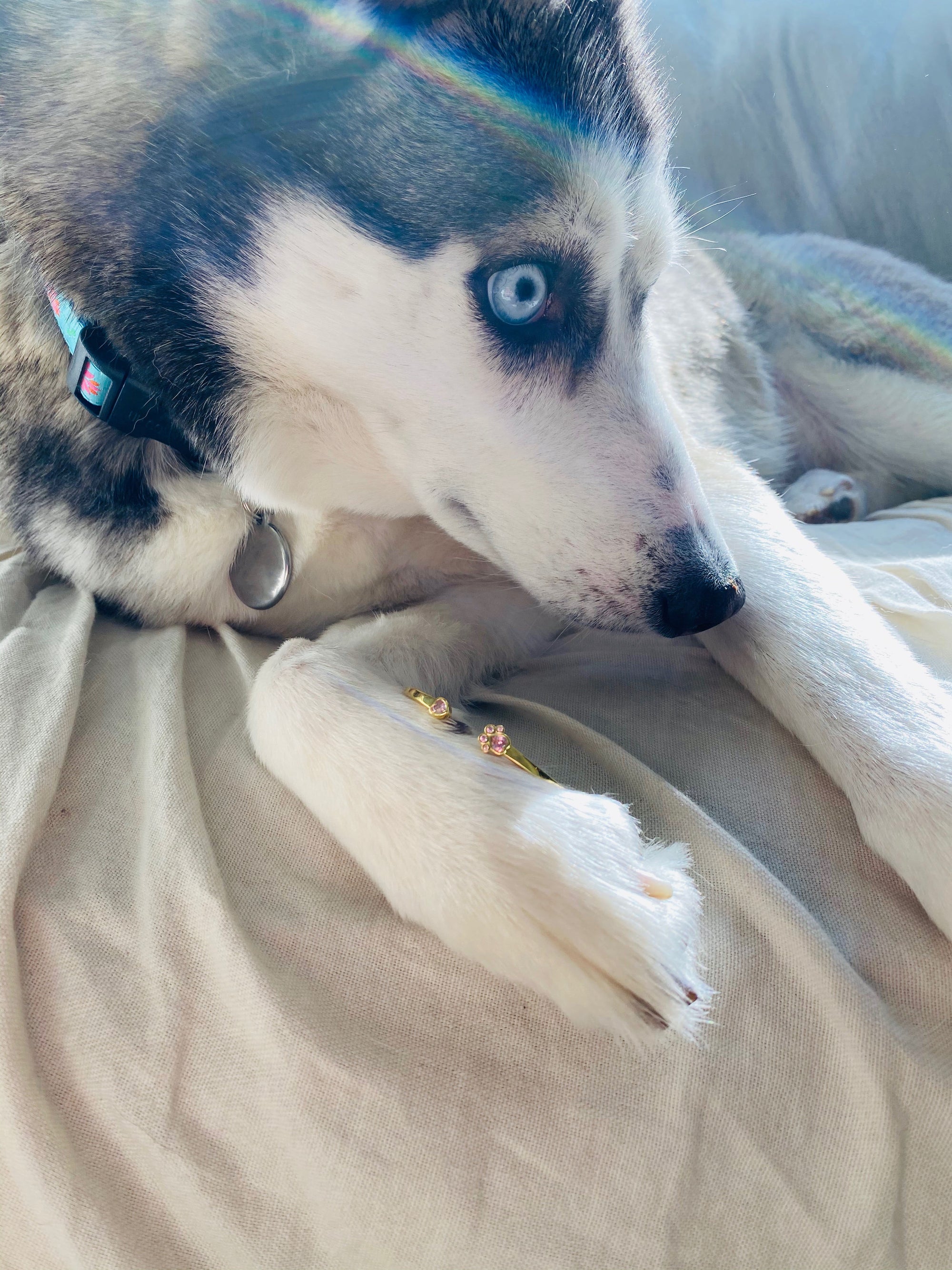 Give Back to Huskies